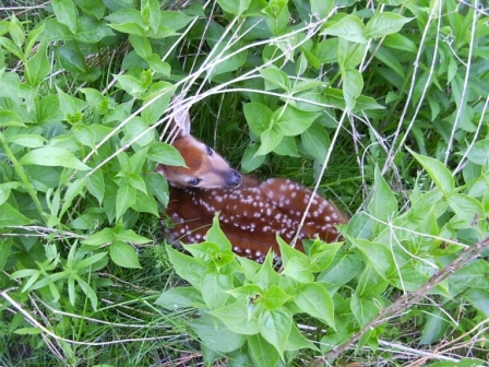 Rouge Park Fawn | Sentier Transcanadien