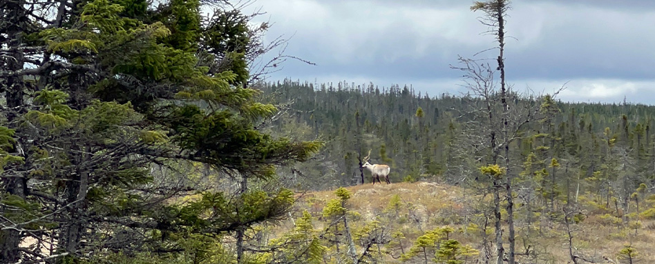 Caribou sauvage le long du Sentier transcanadien