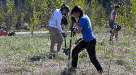 Volunteers tree planting along the Bow River at the