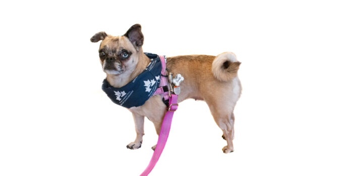 Ginette, a 10-pound Pug and Chihuahua mix, sporting a winter jacket, showcasing her unique charm with one brown eye and one blue eye on the trail.