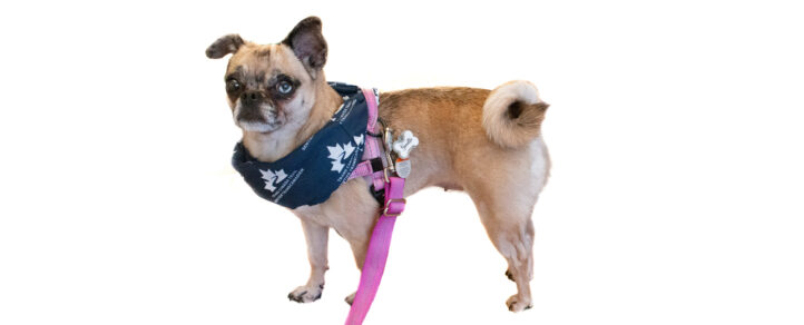 Ginette, a 10-pound Pug and Chihuahua mix, sporting a winter jacket, showcasing her unique charm with one brown eye and one blue eye on the trail.