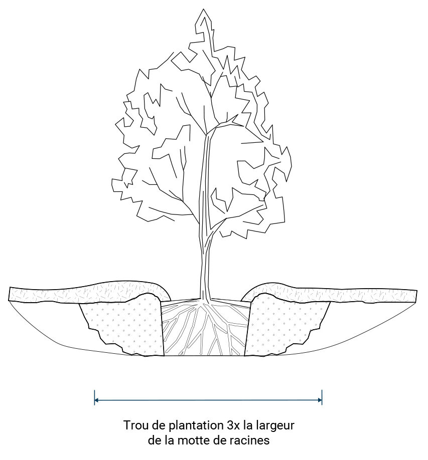 Les exigences de la zone racinaire illustration 