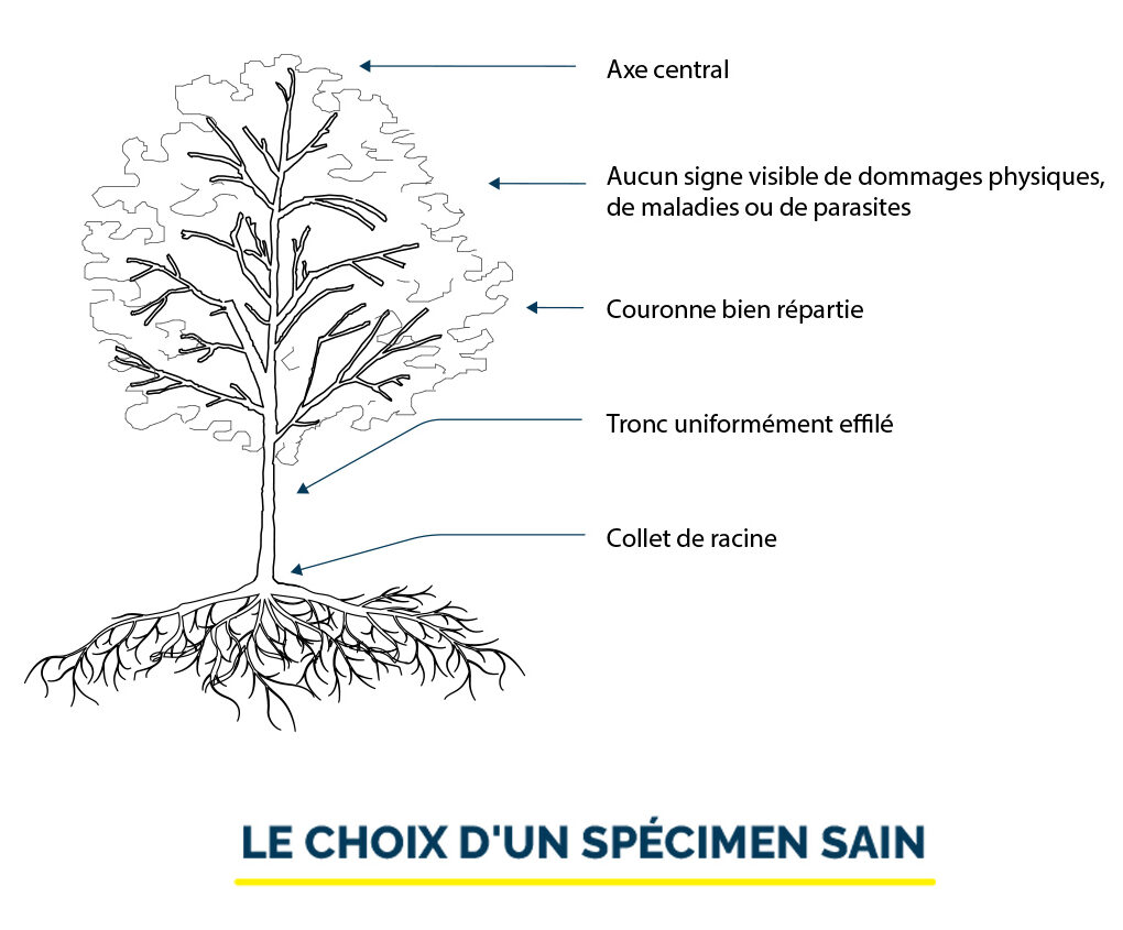 LE CHOIX D'UN SPÉCIMEN SAIN Illustration 