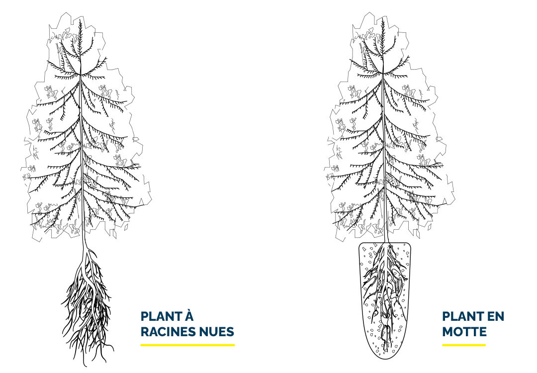 En godet/En pot Illustration