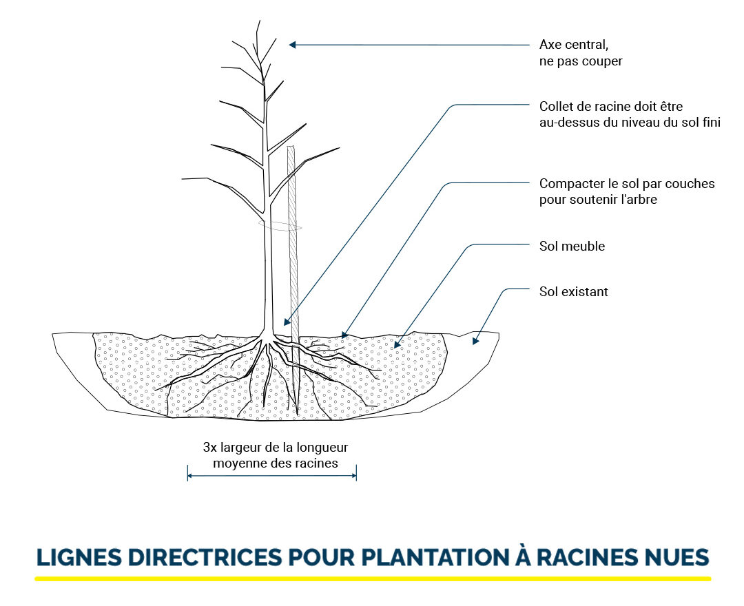 LIGNES DIRECTRICES POUR PLANTATION À RACINES NUES