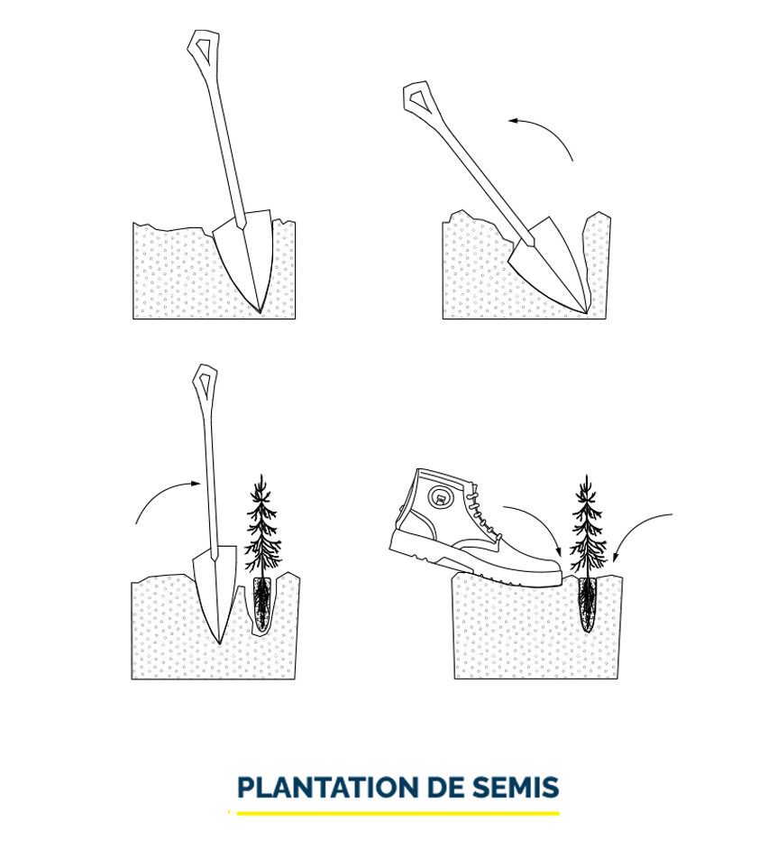 PLANTATION DE SEMIS