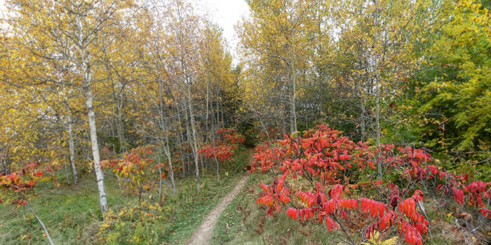 A scenic forest trail with vibrant red and yellow leaves covering the ground. | 