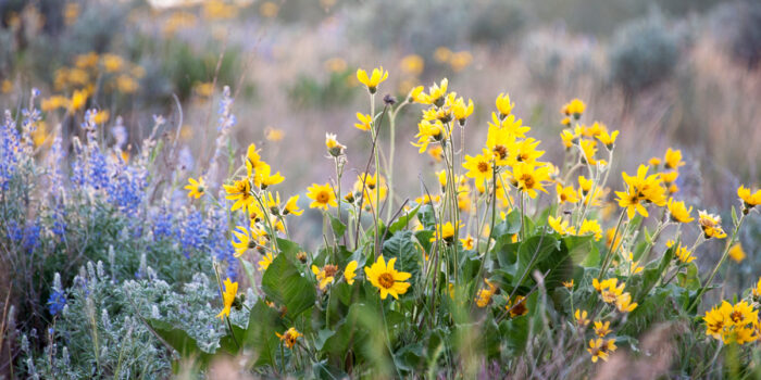 Colorful wildflowers bloom in the sagebrush meadow. | 