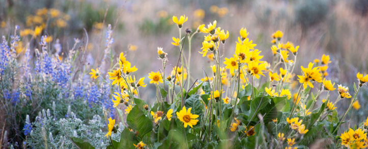 Colorful wildflowers bloom in the sagebrush meadow. | 