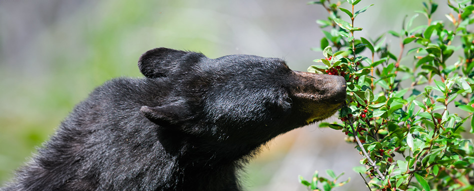 Bear eating berries