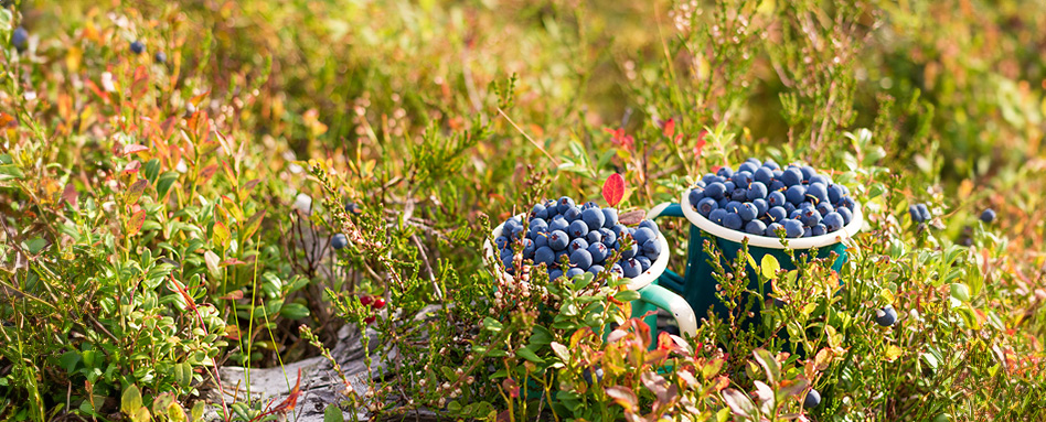 Blueberries in a blue bucket. 