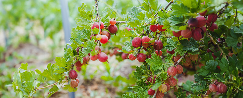 Gooseberries