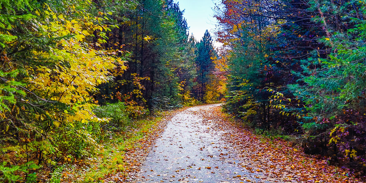 A tranquil forest trail lined with fallen autumn leaves, showcasing the beauty of nature in the fall season. Un sentier forestier tranquille bordé de feuilles d'automne tombées, mettant en valeur la beauté de la nature en automne.