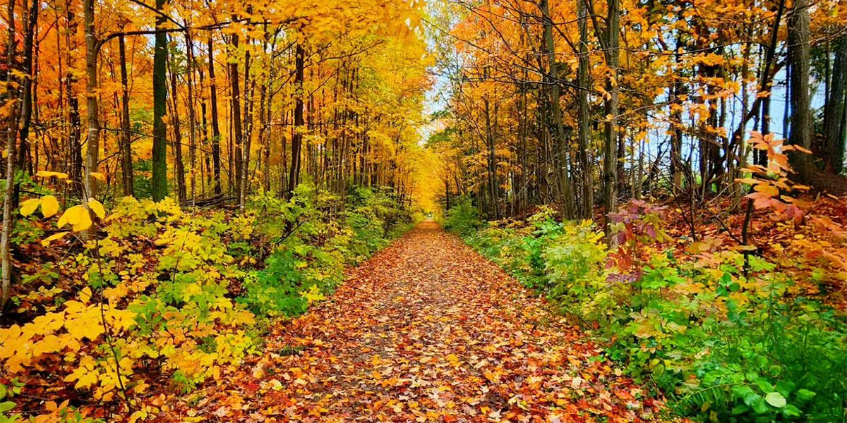 A scenic path through the Goderich Rail Trail, lined with colorful yellow and orange leaves during autumn. Un sentier pittoresque à travers le Goderich Rail Trail, bordé de feuilles jaunes et oranges colorées en automne.