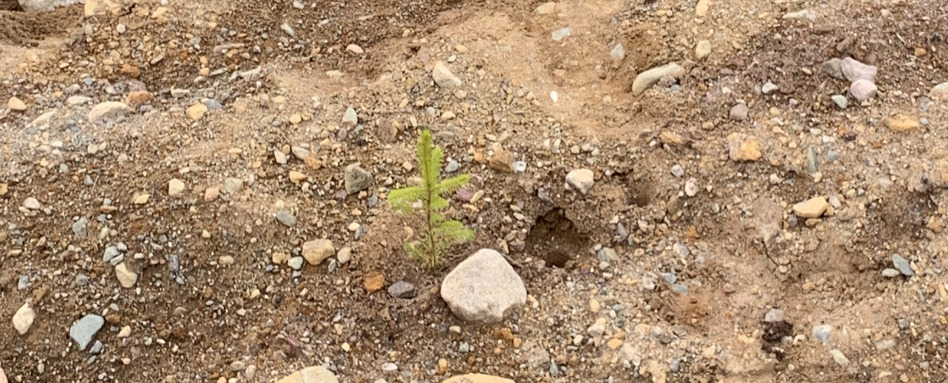 baby tree growing in dirt