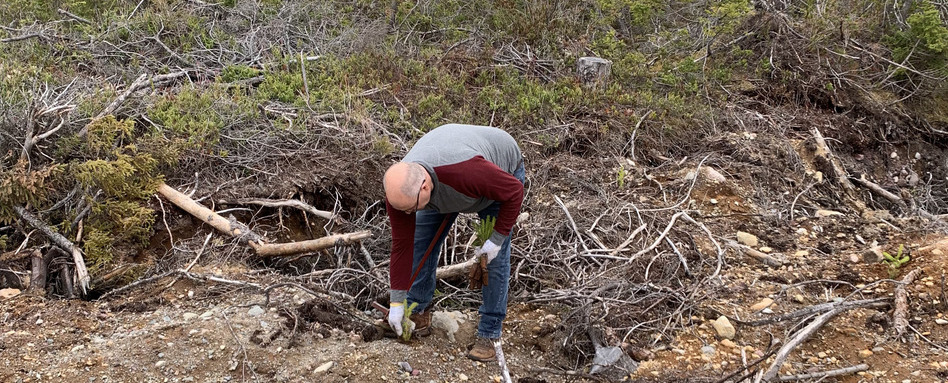 man planting tree on roadside