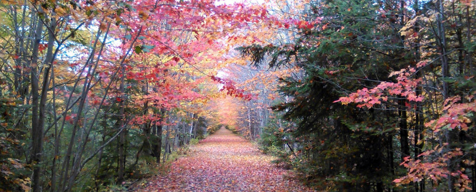 02GCH_fall colours_support image_Lincoln-Trail-credit S Marr | Sentier Transcanadien fall colours on a trail