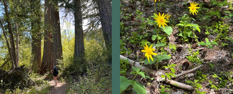 yellow flowers on a hiking trail