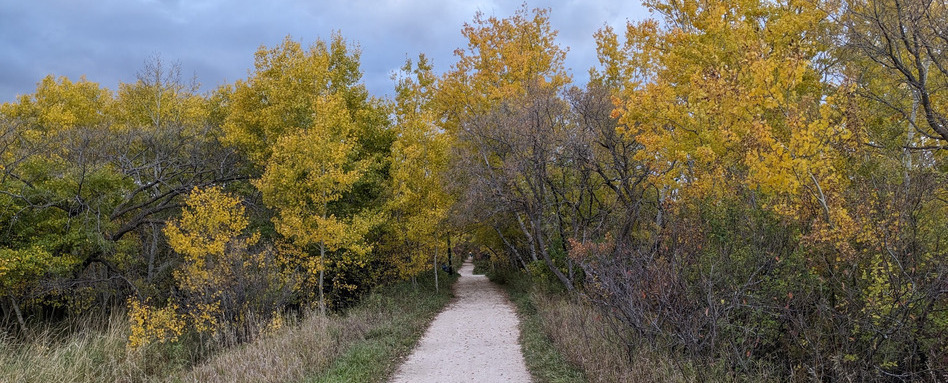 04GCH_fall colours_support image_City of Winnipeg Harte Trail_credit Friends of Harte Trail | Sentier Transcanadien trail leading into a forest