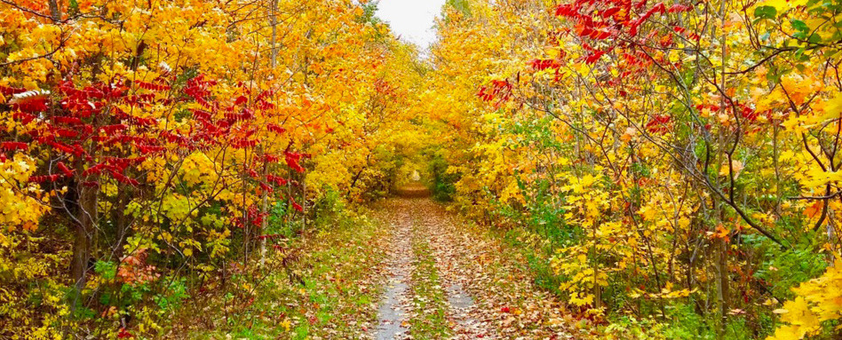 05GCH_fall colours_support image_Cataraqui Trail_photo credit Trans Canada Trail | Sentier Transcanadien trail leading into a forest with fall foliage