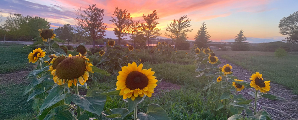 Volunteering Fundy Hiking Trails Association | Sentier Transcanadien