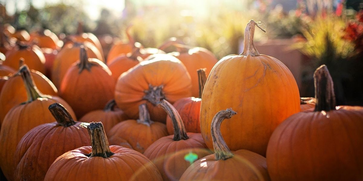 00Feature image_October food series | Sentier Transcanadien pumpkins in a patch on a sunny day