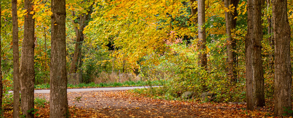 fall foliage on a trail