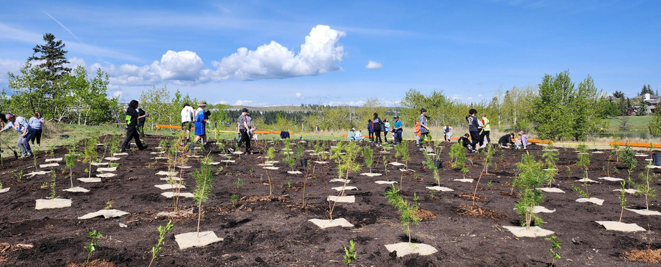 SF107127_Planting-for-Tomorow-Program-Cochrane-AB_After-Planting_credit-Angie-Basha_Web_StorySupport_Images_948x383 | Sentier Transcanadien people planting trees in a field on a sunny day