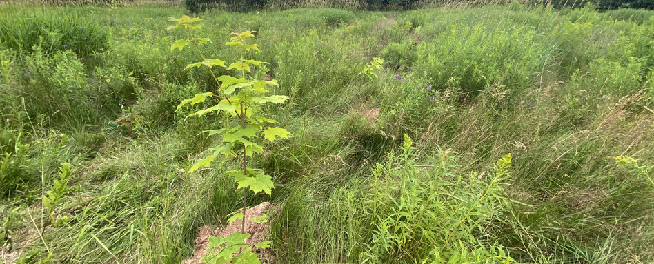 freshly planted trees in a grassy patch