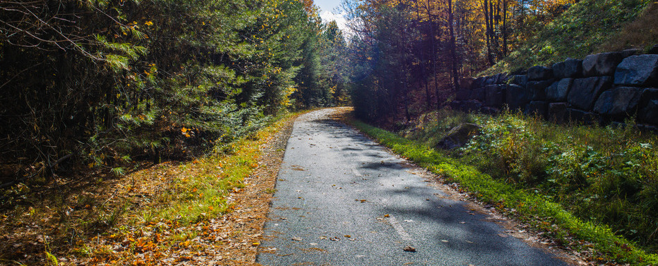 paved trail in a forest on a sunny day