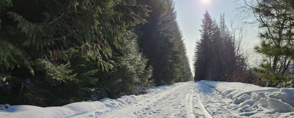 fresh snow on a trail in the forest on a sunny day