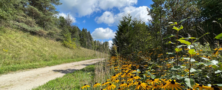 pathway with yellow flowers in a forest on sunny day