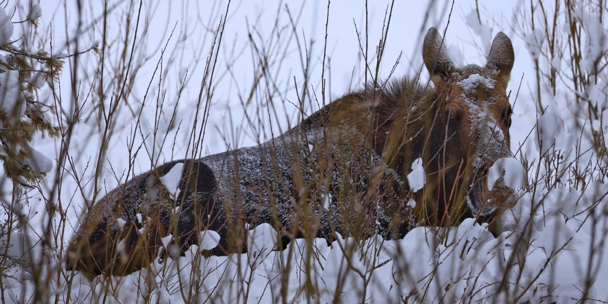 00Feature image_AB_Web story_Wildlife on the Trail in Calgary_credit Leigh McAdam - HikeBikeTravel | Sentier Transcanadien A moose in the snow near the Trans Canada Trail in Calgary