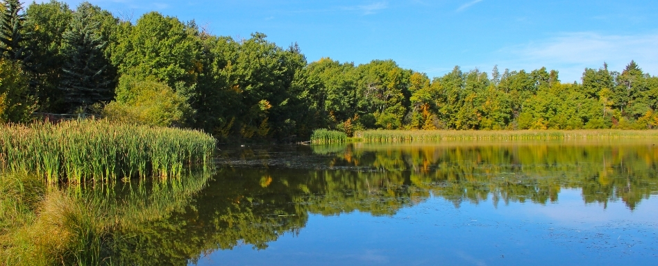 lakeside on a sunny day