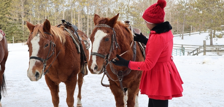 woman petting horses on a snowy day