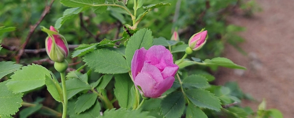 pink flower in garden