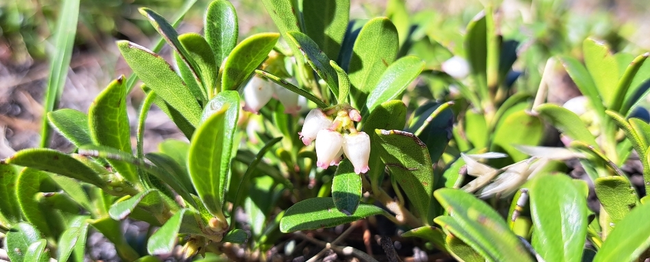 white flowers in garden