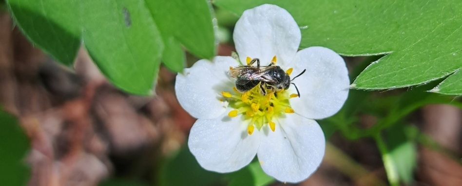 large white flower polinated by a bee