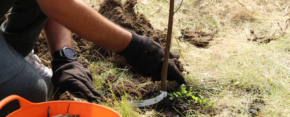 hands planting trees in soil