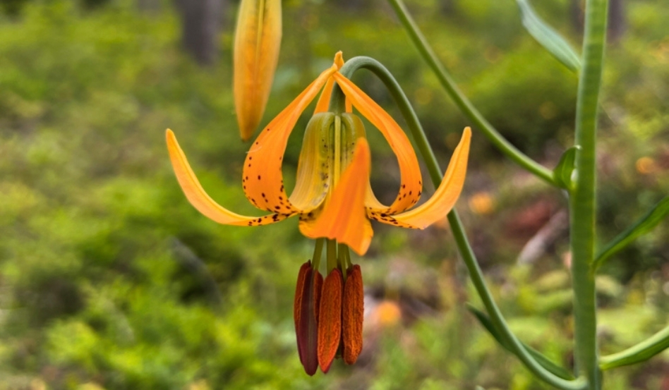 01Support image_Taryn Eyton Leave No Trace_credit Taryn Eyton | Sentier Transcanadien orange flower in a greenery