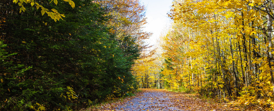 fall foliage on a traik