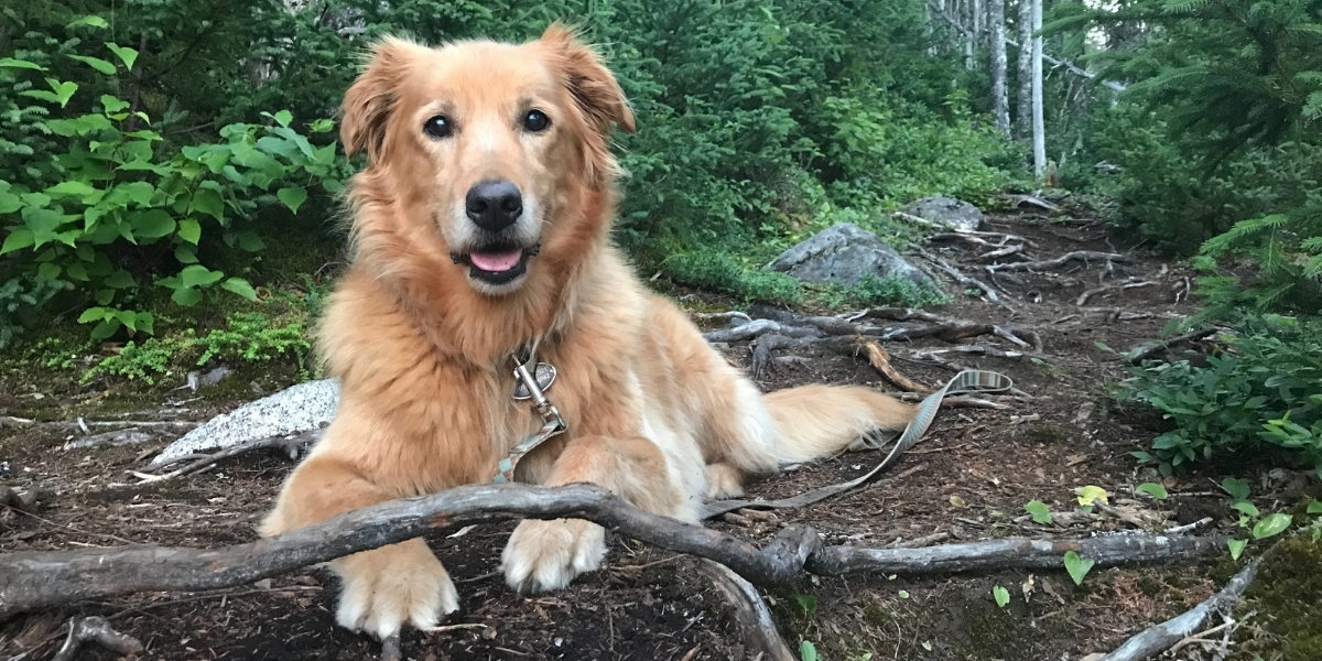 A dog on a leash, sitting down on a trail looking at the camera