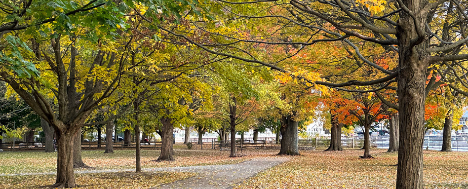 fall foliage on a waterfront trail