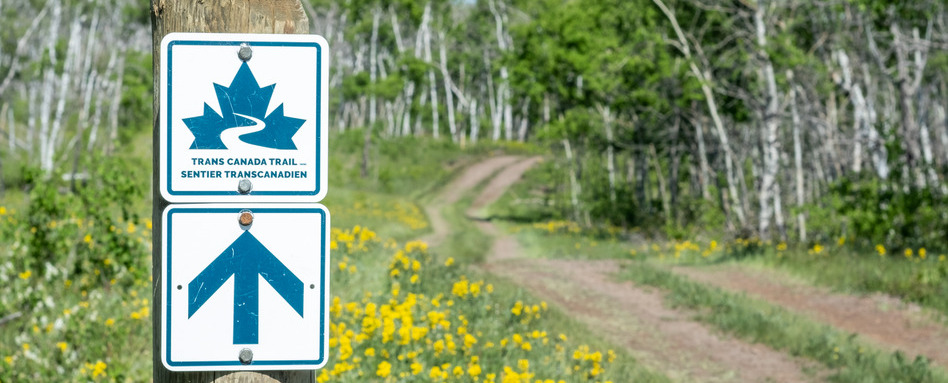 Trail Care - La grande corvée 2022 | Sentier Transcanadien trail signage with wildflowers growing on forest path