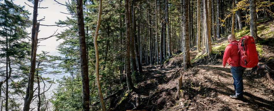 man walking amongst trees and waterline in fundy national park