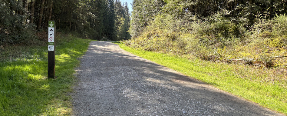 forested pathway along tree lined area
