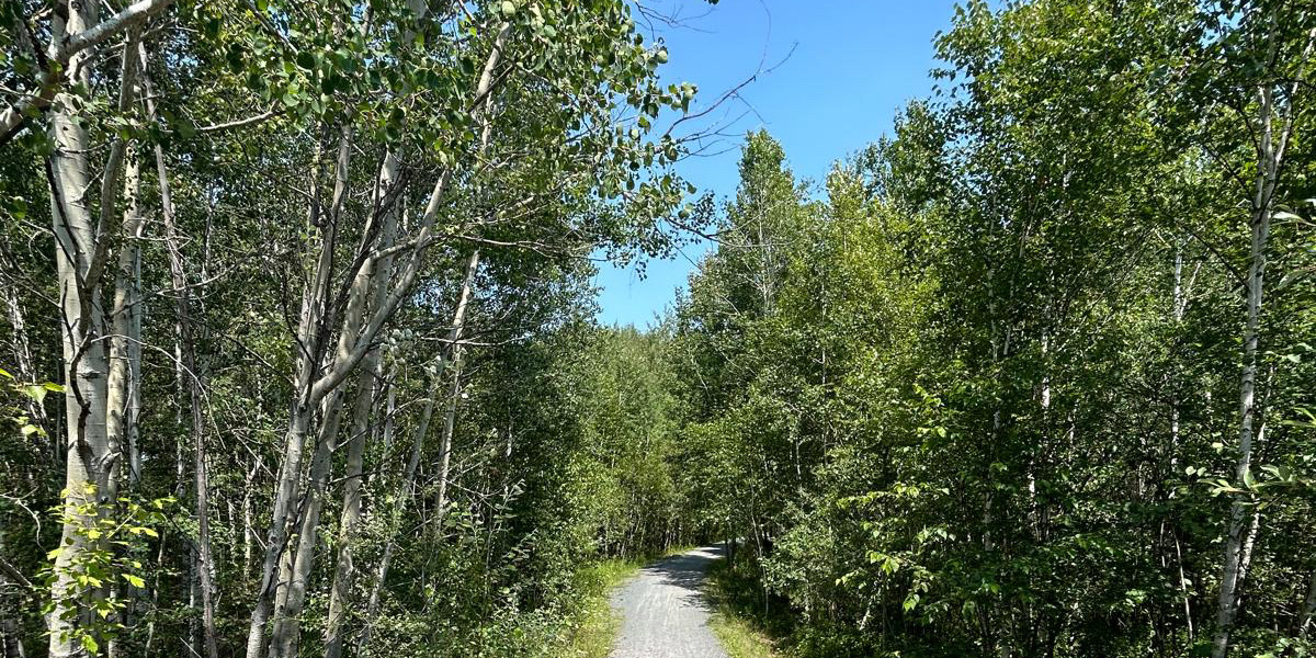 A gravel trail in a forested area with green trees on either side