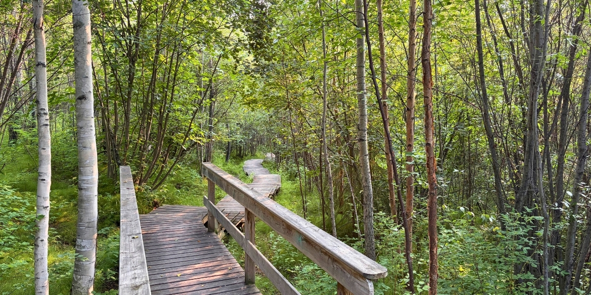 A boardwalk trail runs through a forest