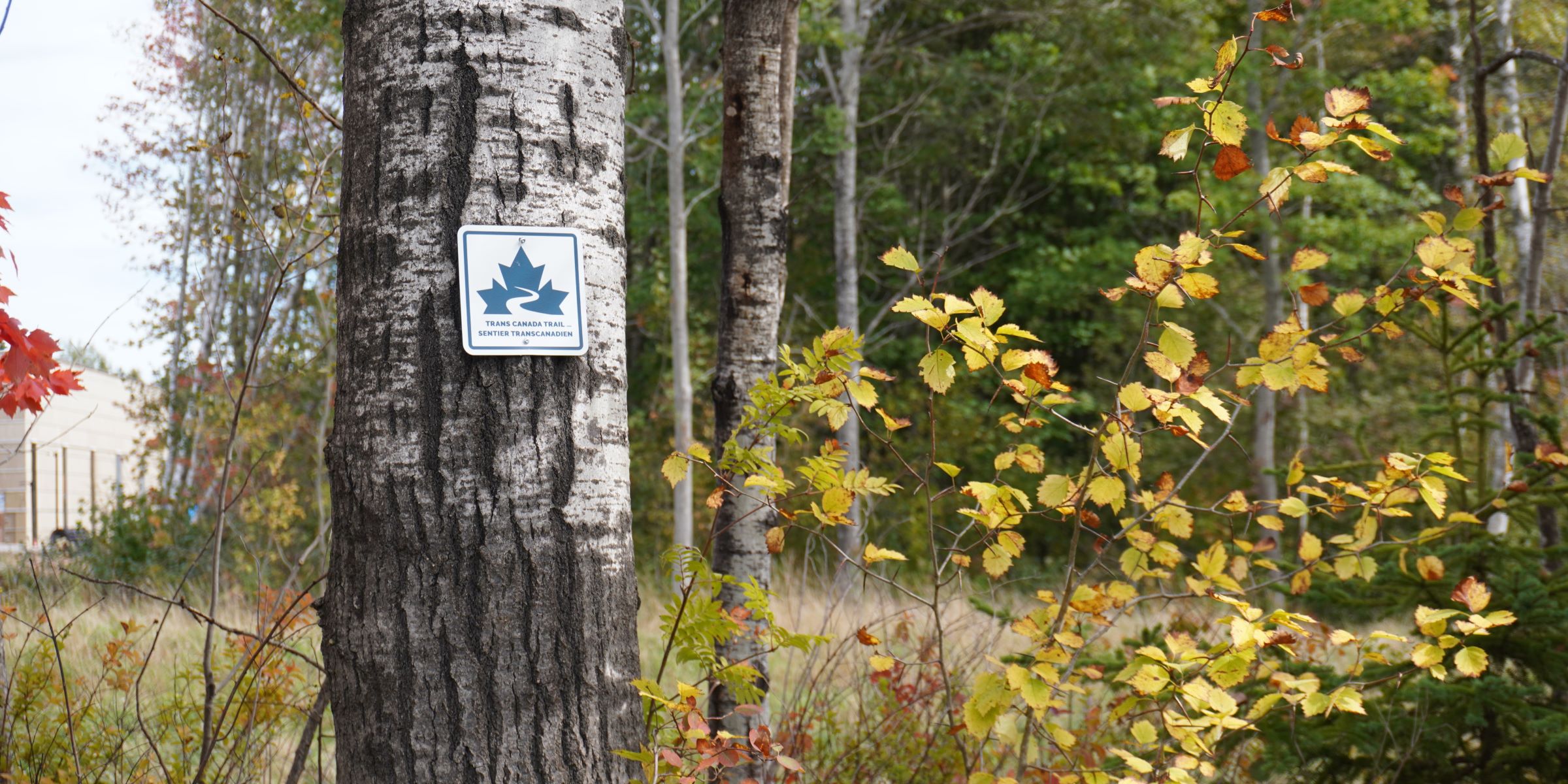 2026-09-26-Moncton-Outing-Mill_Creek-2 1-cropped | Sentier Transcanadien A tree with a Trans Canada Trail sign beside a trail.