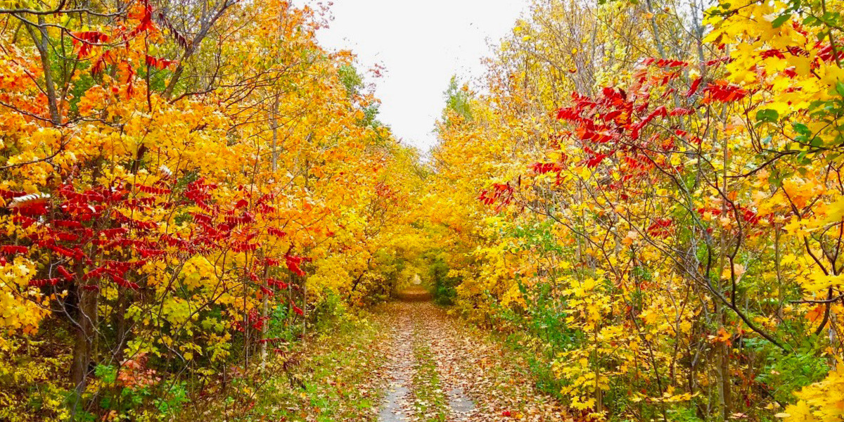 Fall colours on a gravel trail. Leaves are yellow and red.